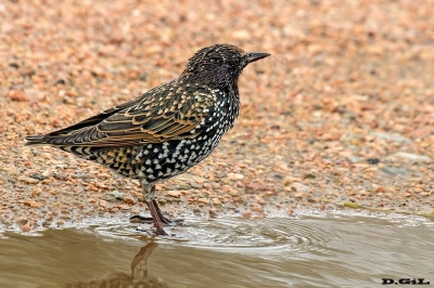 ESTORNINO PINTO (Sturnus vulgaris)  - Laguna del Diario - MALDONADO (Marzo 2016)